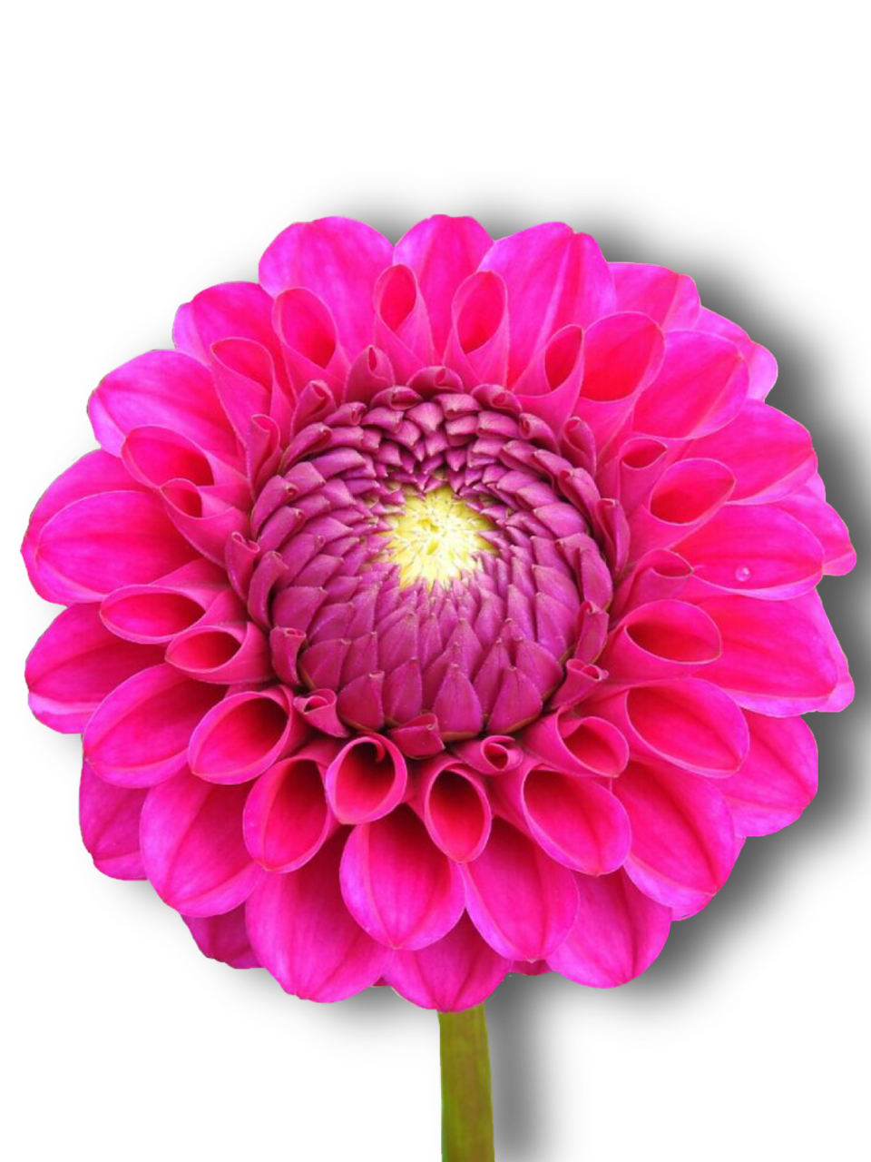 dahlia pink flower free photo