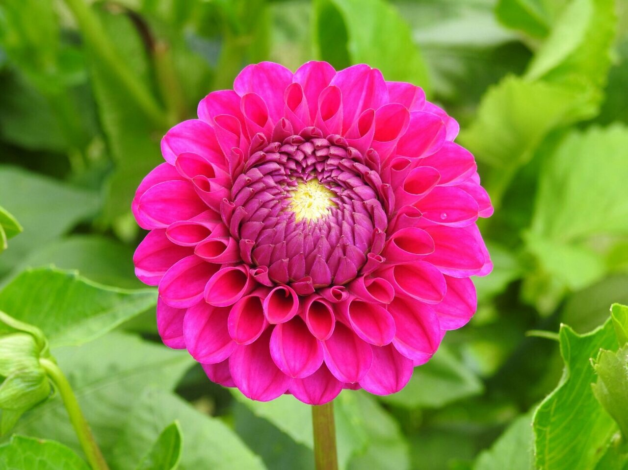 dahlia pink flower free photo