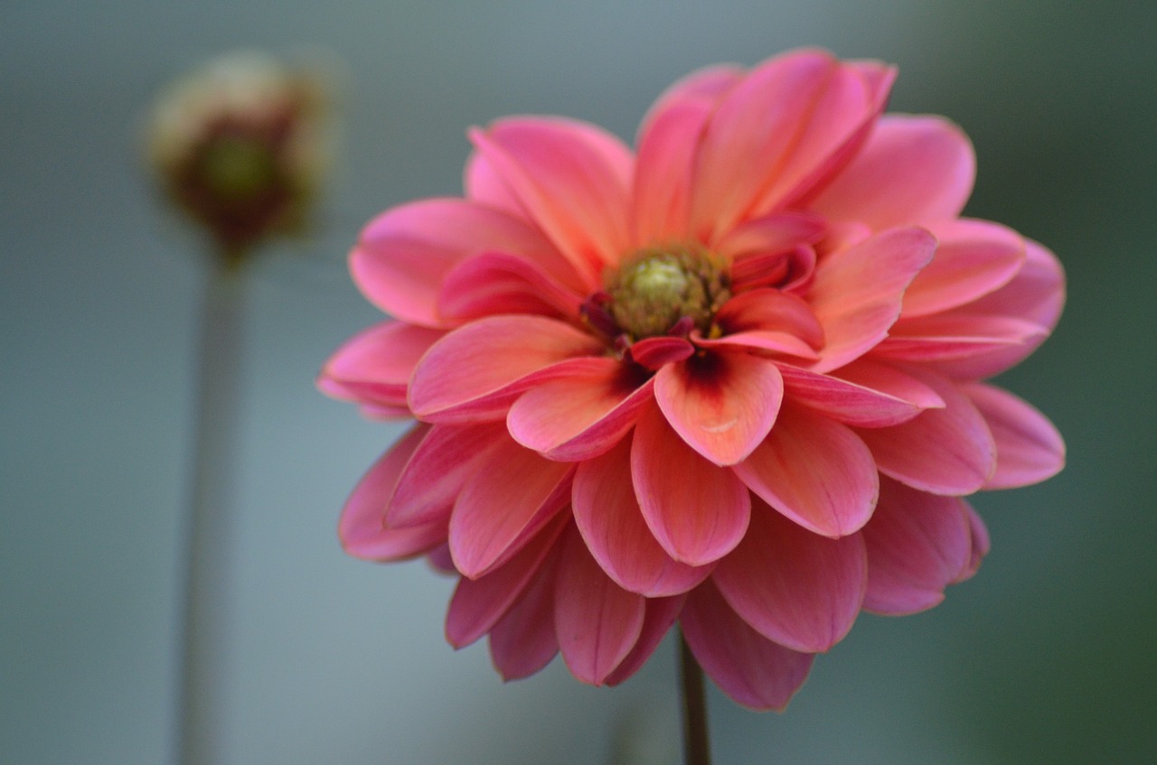 dahlia bloom flower free photo