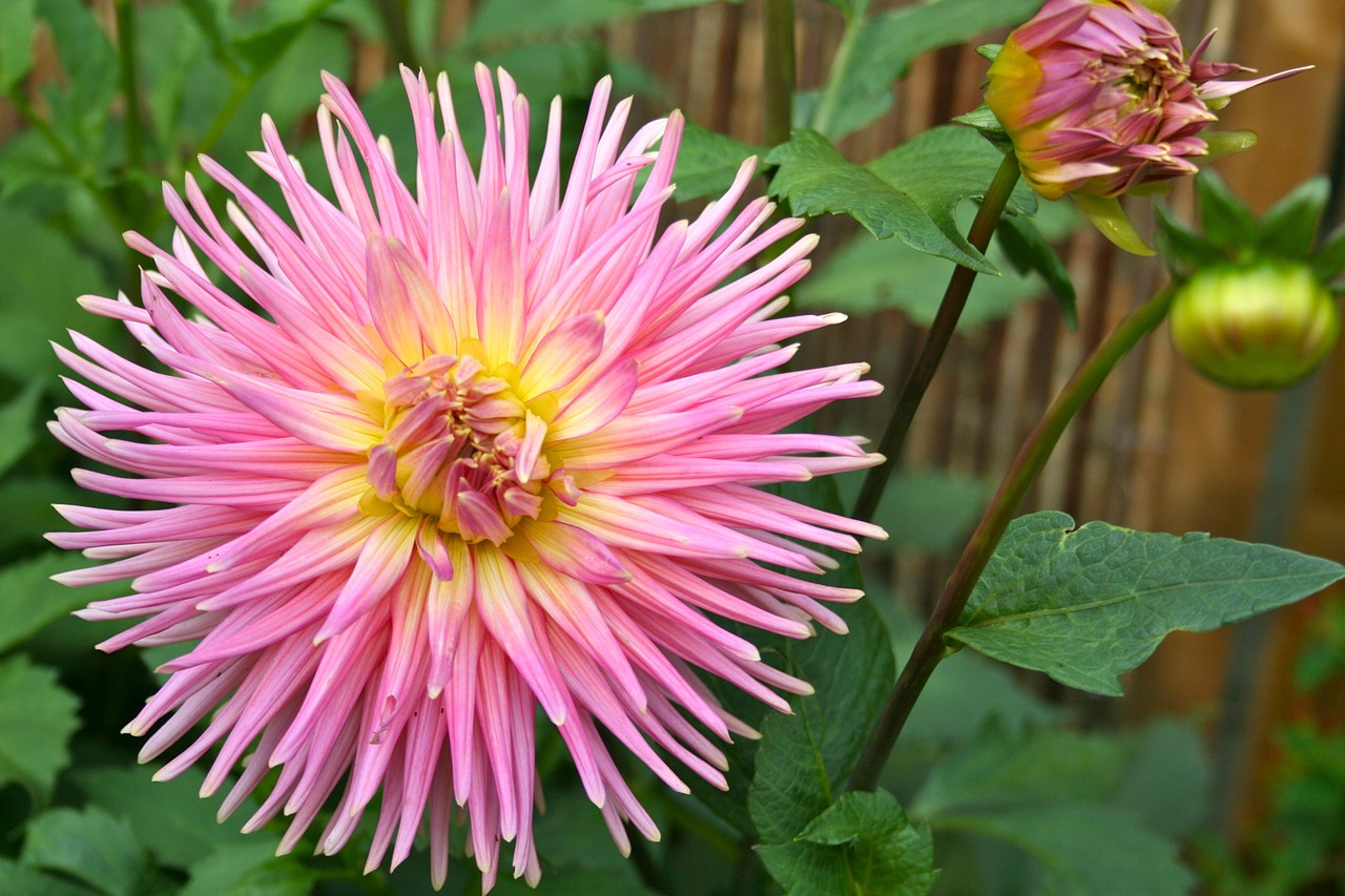 dahlia flower macro free photo