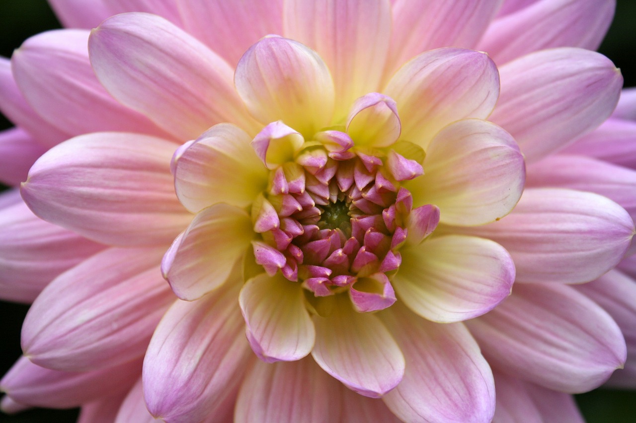 dahlia flower macro free photo