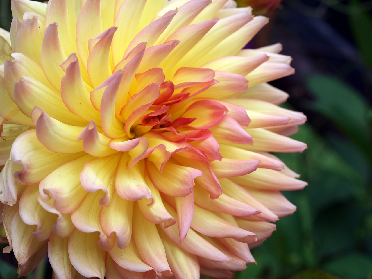 dahlia flower bloom free photo