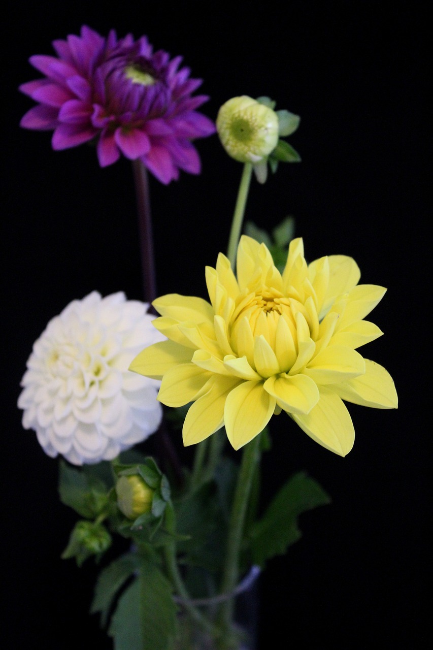 dahlia still life yellow free photo