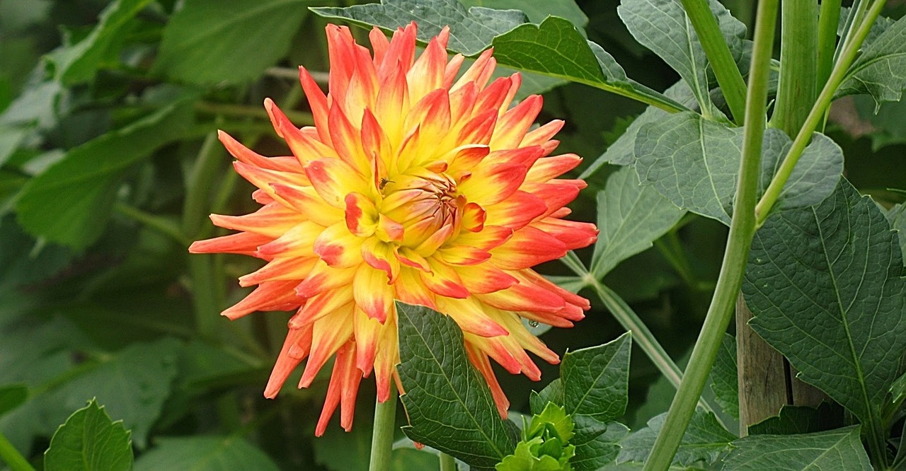 dahlia flower yellow free photo