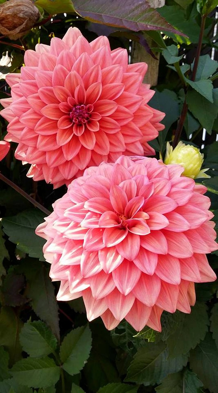 dahlia pink flower flowers free photo