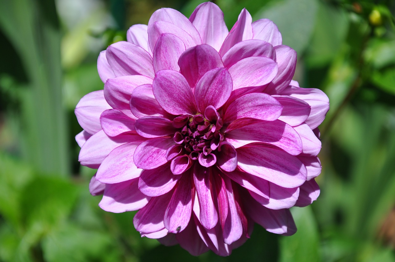 dahlia flower petals purple free photo