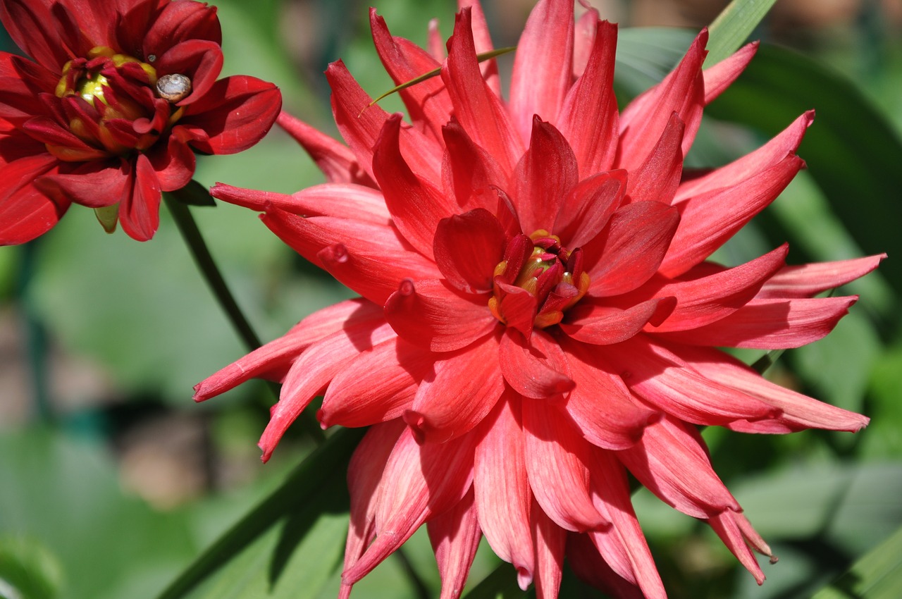 dahlia red flower red petals free photo