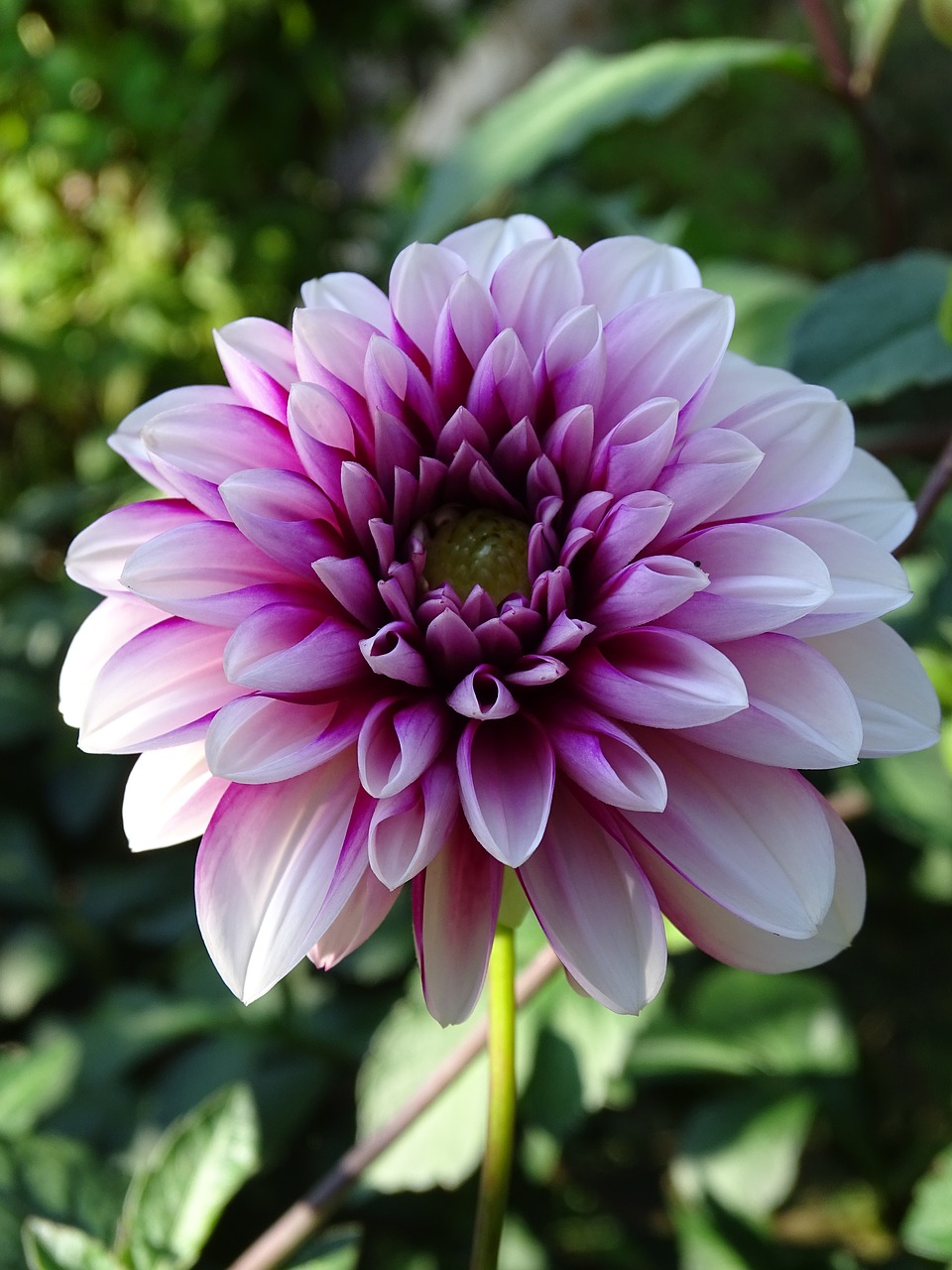 dahlia dahlia garden blossom free photo