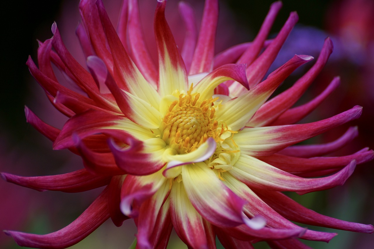 dahlia blossom bloom free photo