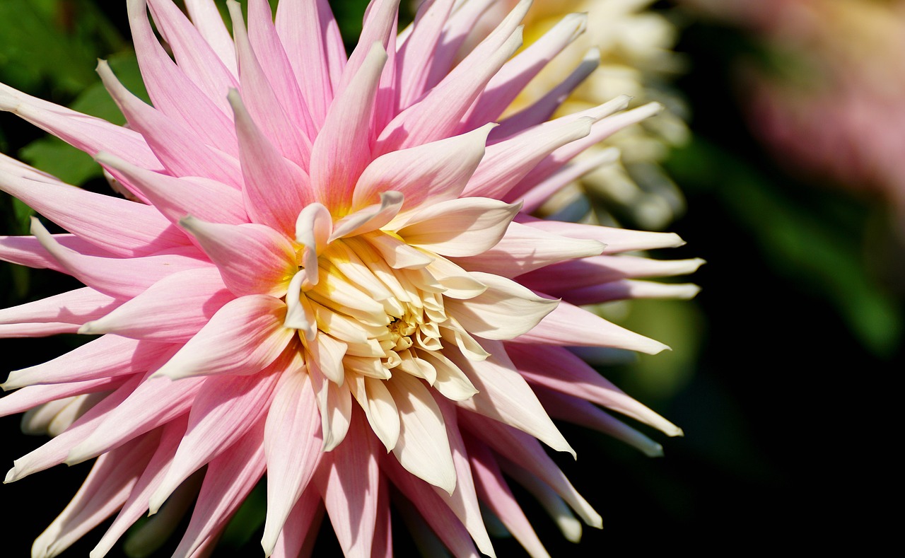 dahlia blossom bloom free photo