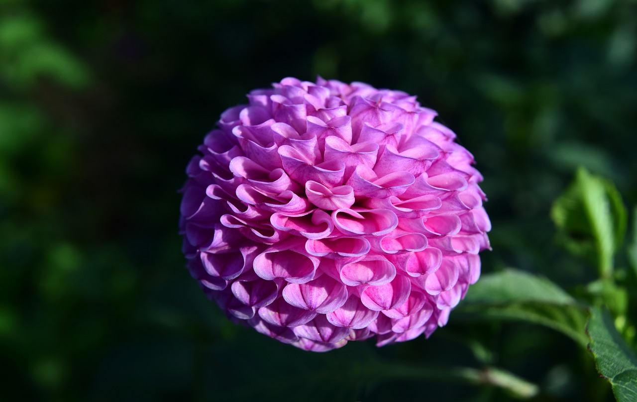 dahlia flower dahlia garden free photo