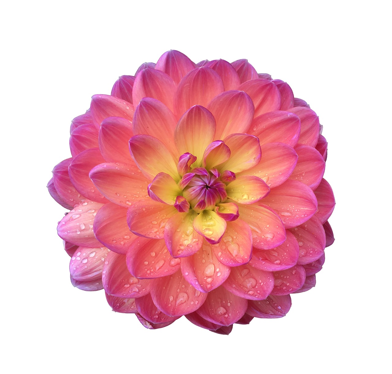 dahlia flower floral free photo