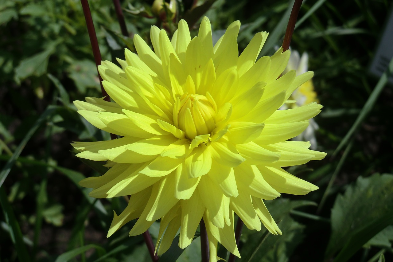 dahlia yellow late summer free photo