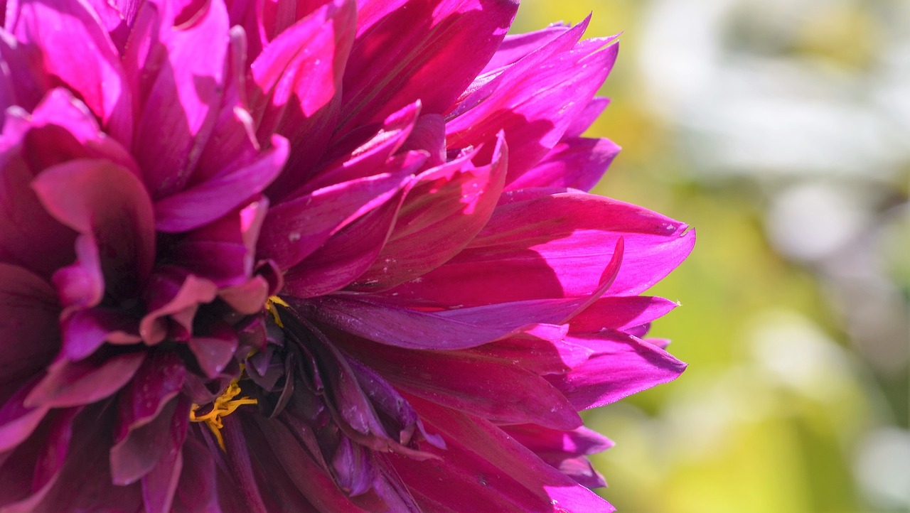 dahlia flower macro free photo