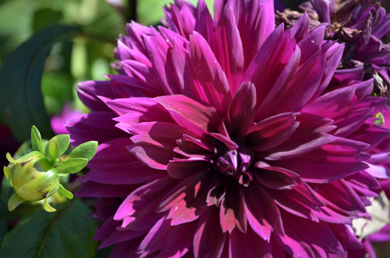 dahlia purple flower free photo