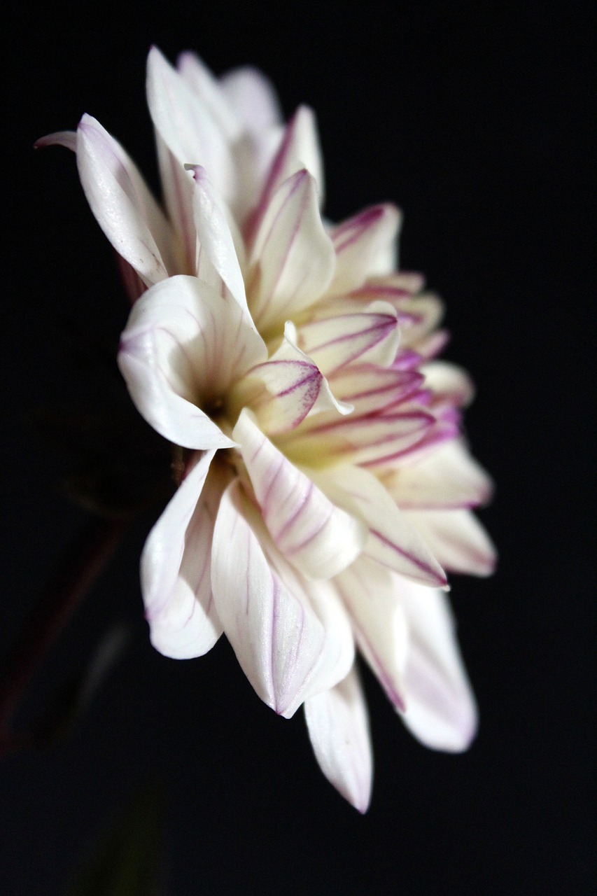 dahlia white flower free photo