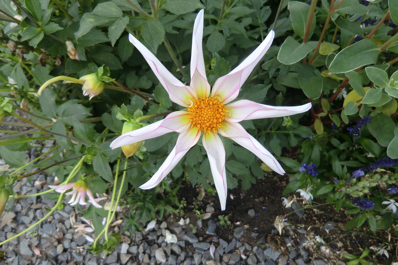 dahlia flower blossom free photo