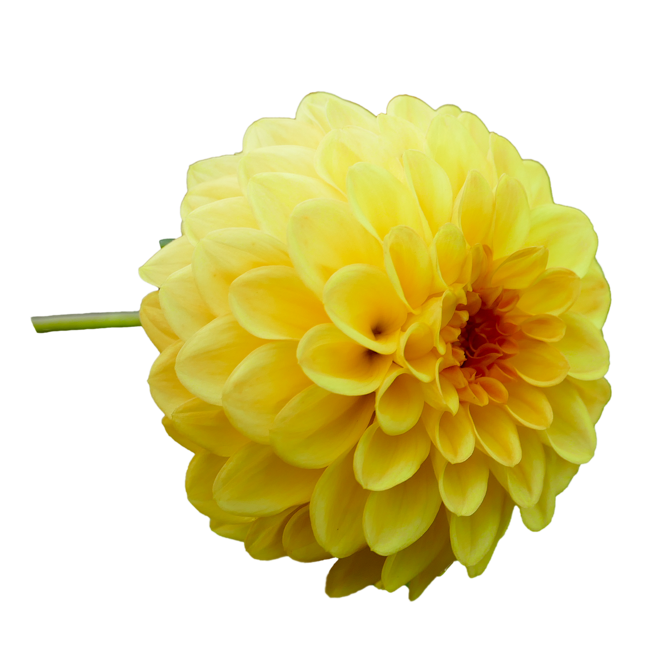 dahlia dahlia flower yellow free photo