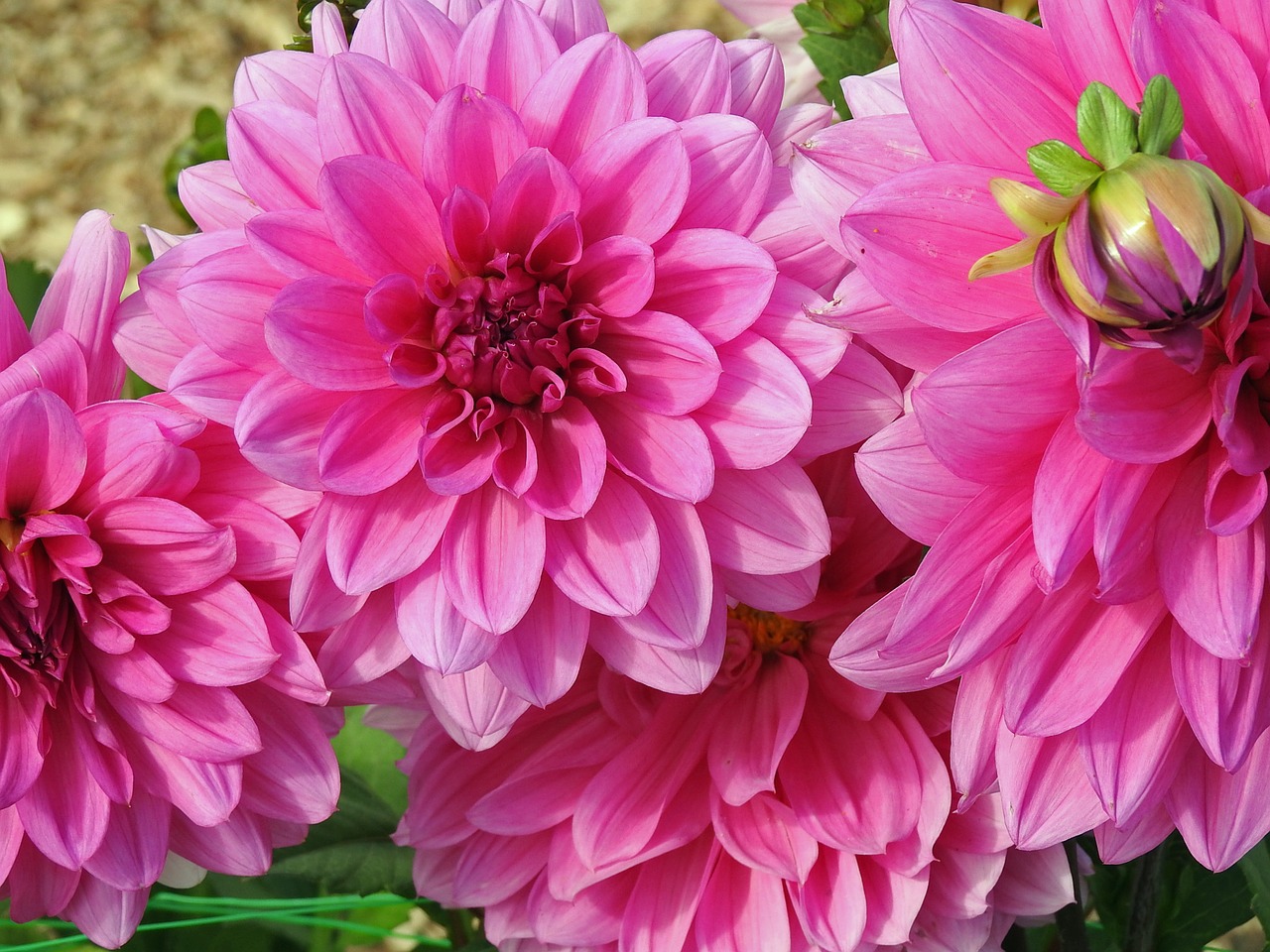 dahlia pink pink flower free photo