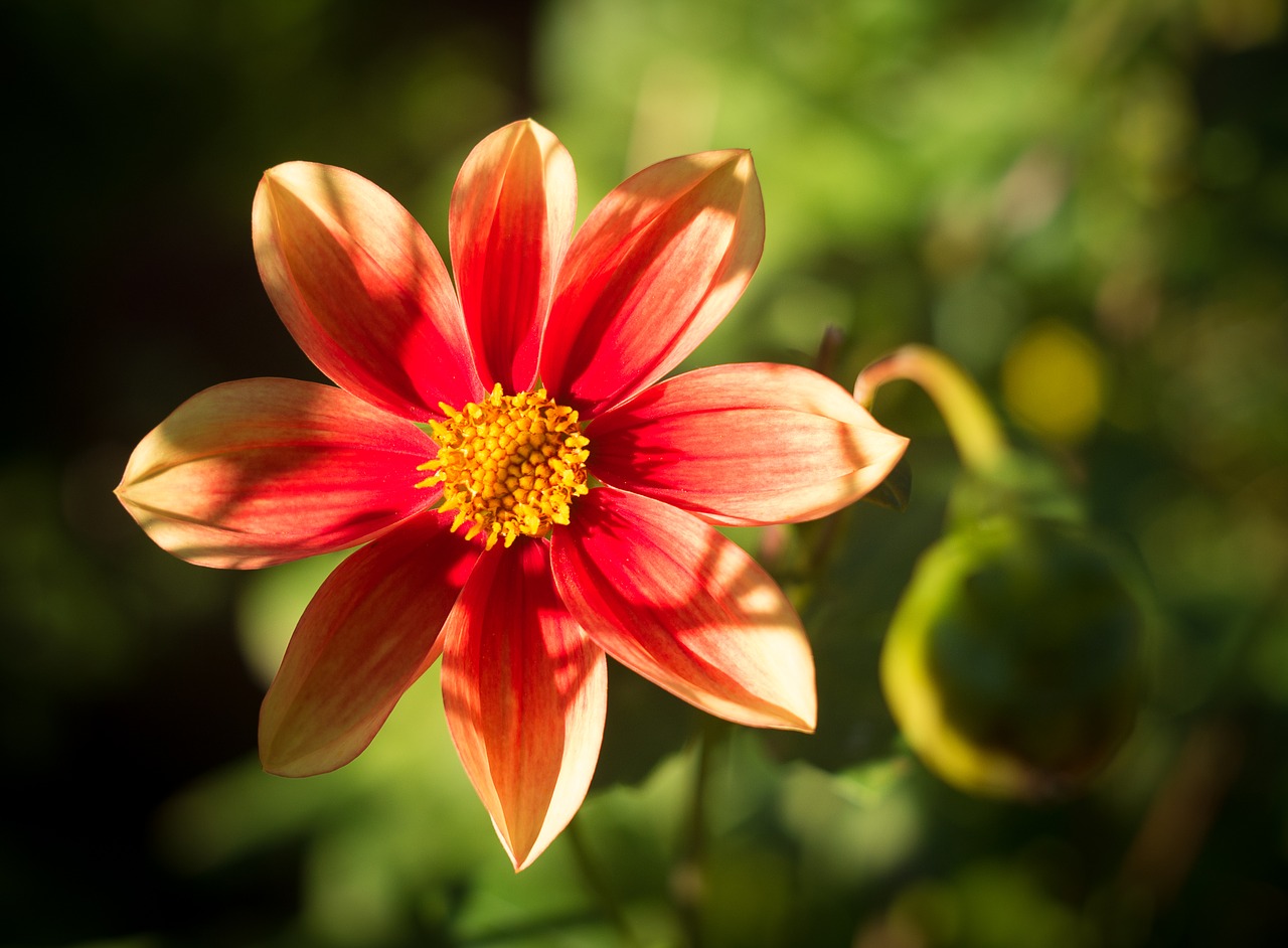 dahlia red red dahlia free photo