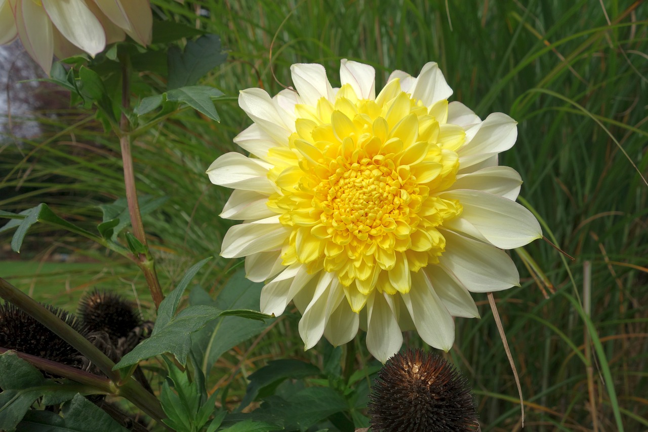 dahlia garden yellow free photo