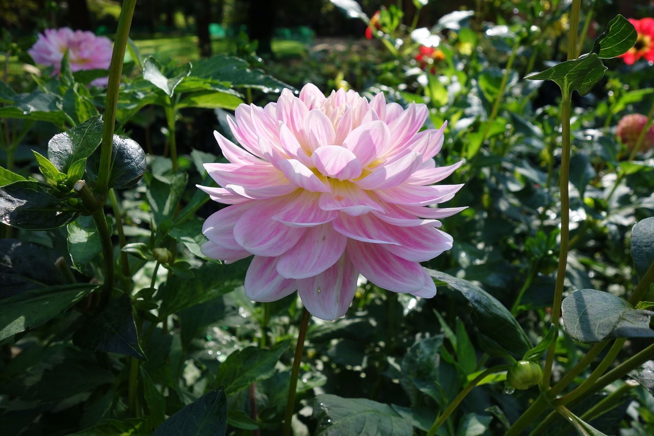 dahlia flower nature free photo