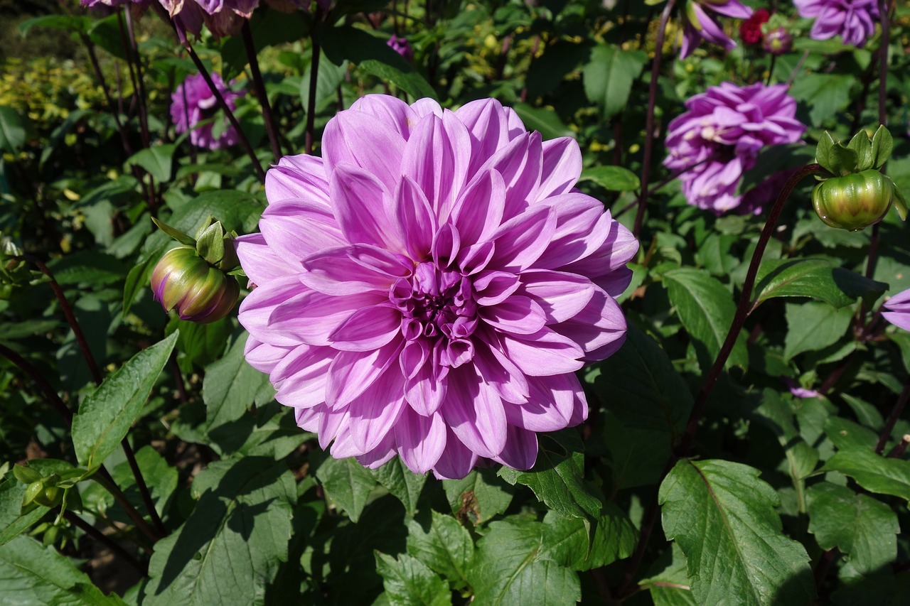 dahlia flower nature free photo