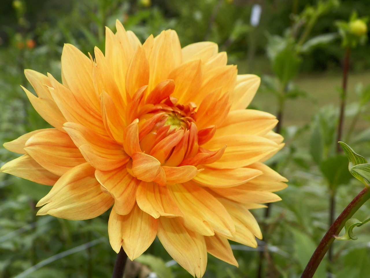 dahlia floral plant free photo