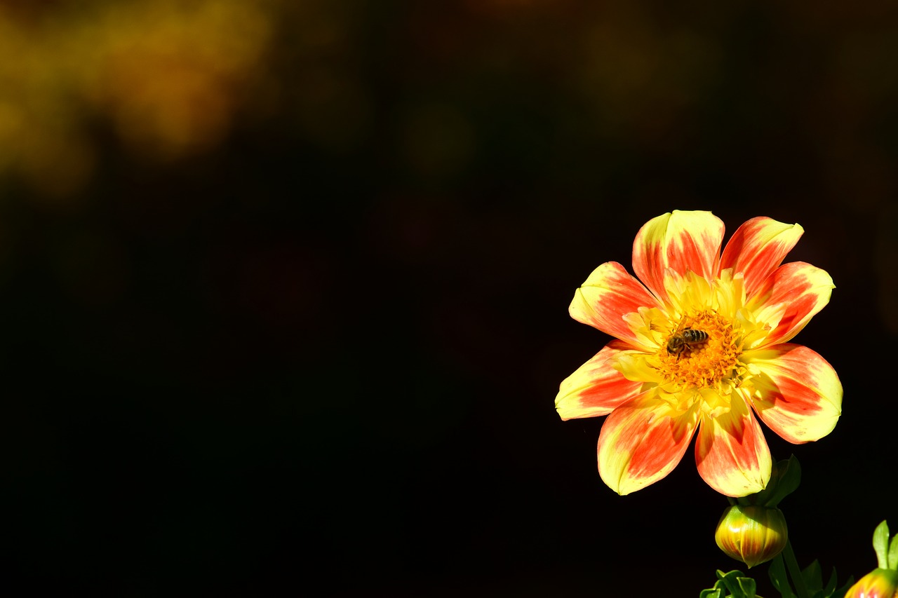 dahlia bee blossom free photo