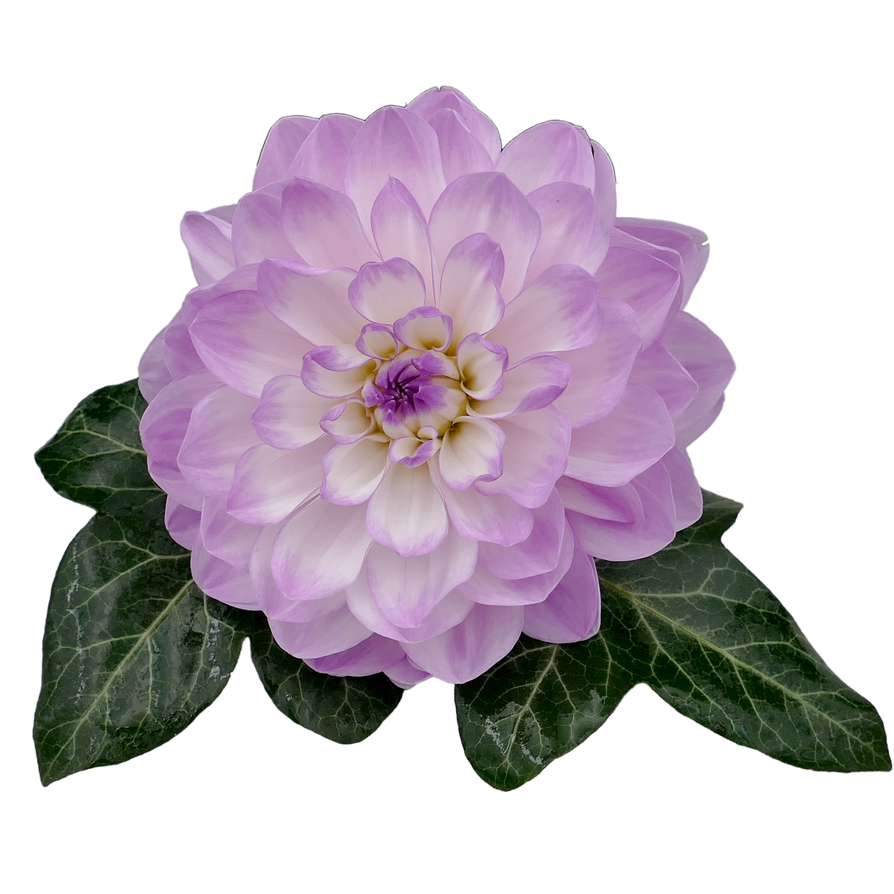 dahlia dahlia flower white free photo