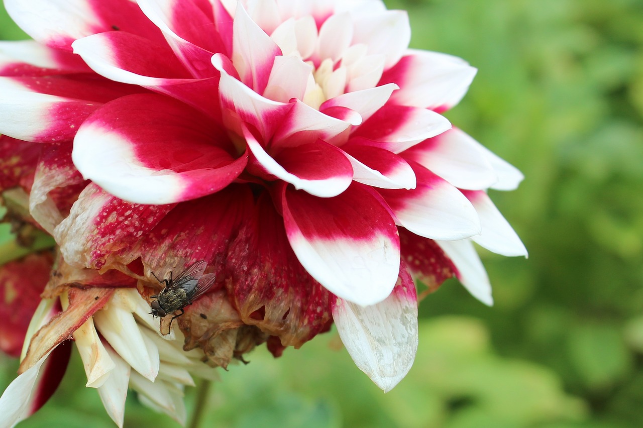 dahlia autumn flower free photo