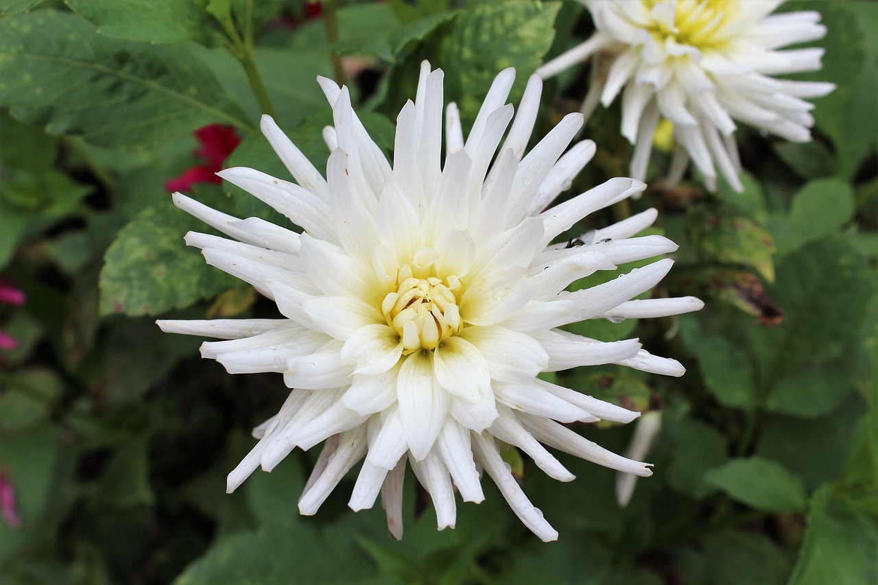 dahlia autumn flower free photo