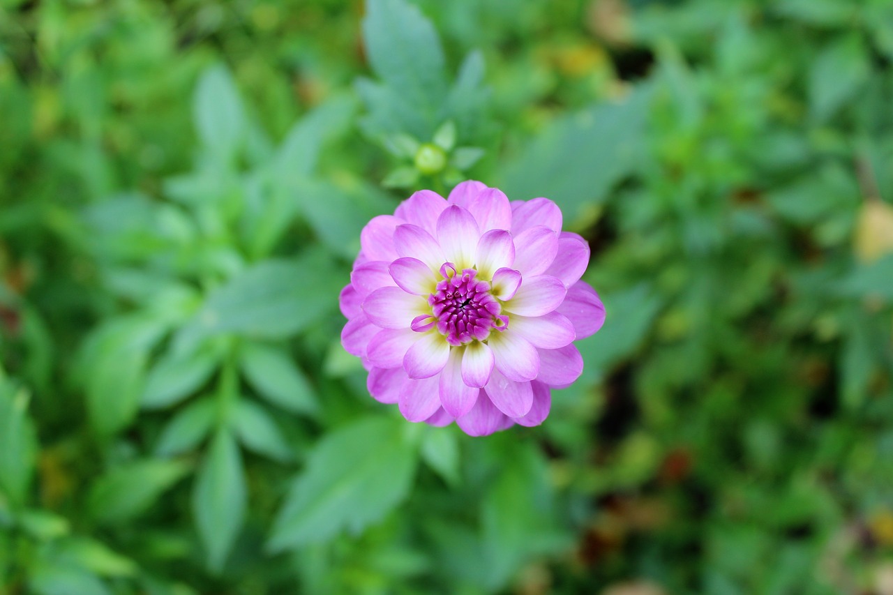 dahlia autumn flower free photo