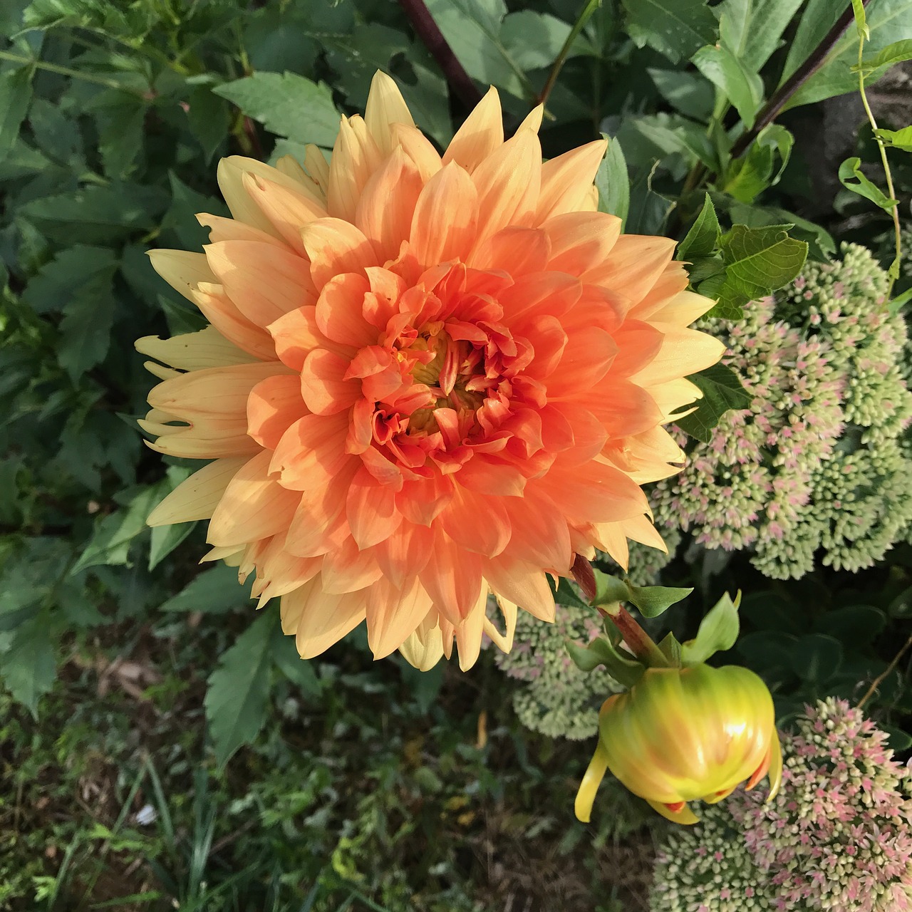 dahlia flower blossom free photo