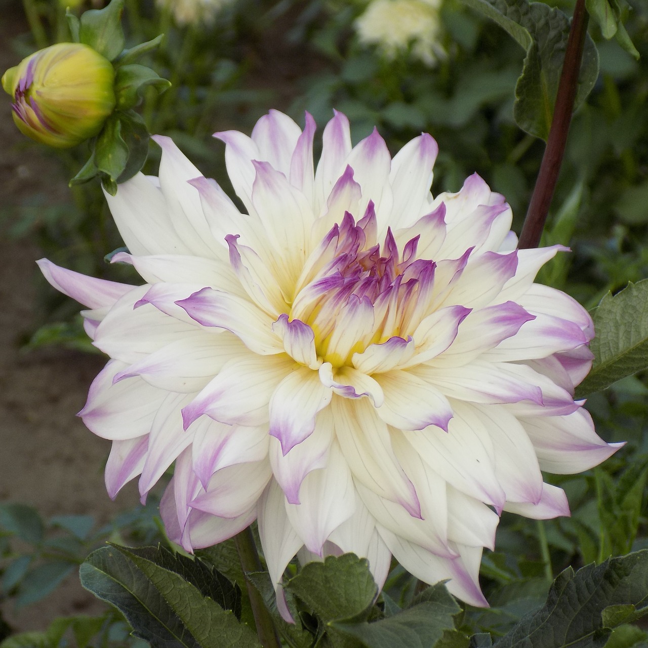 dahlia flower botanical garden free photo