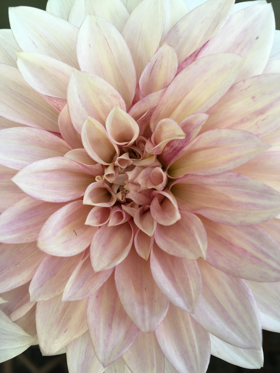 dahlia detail pink free photo