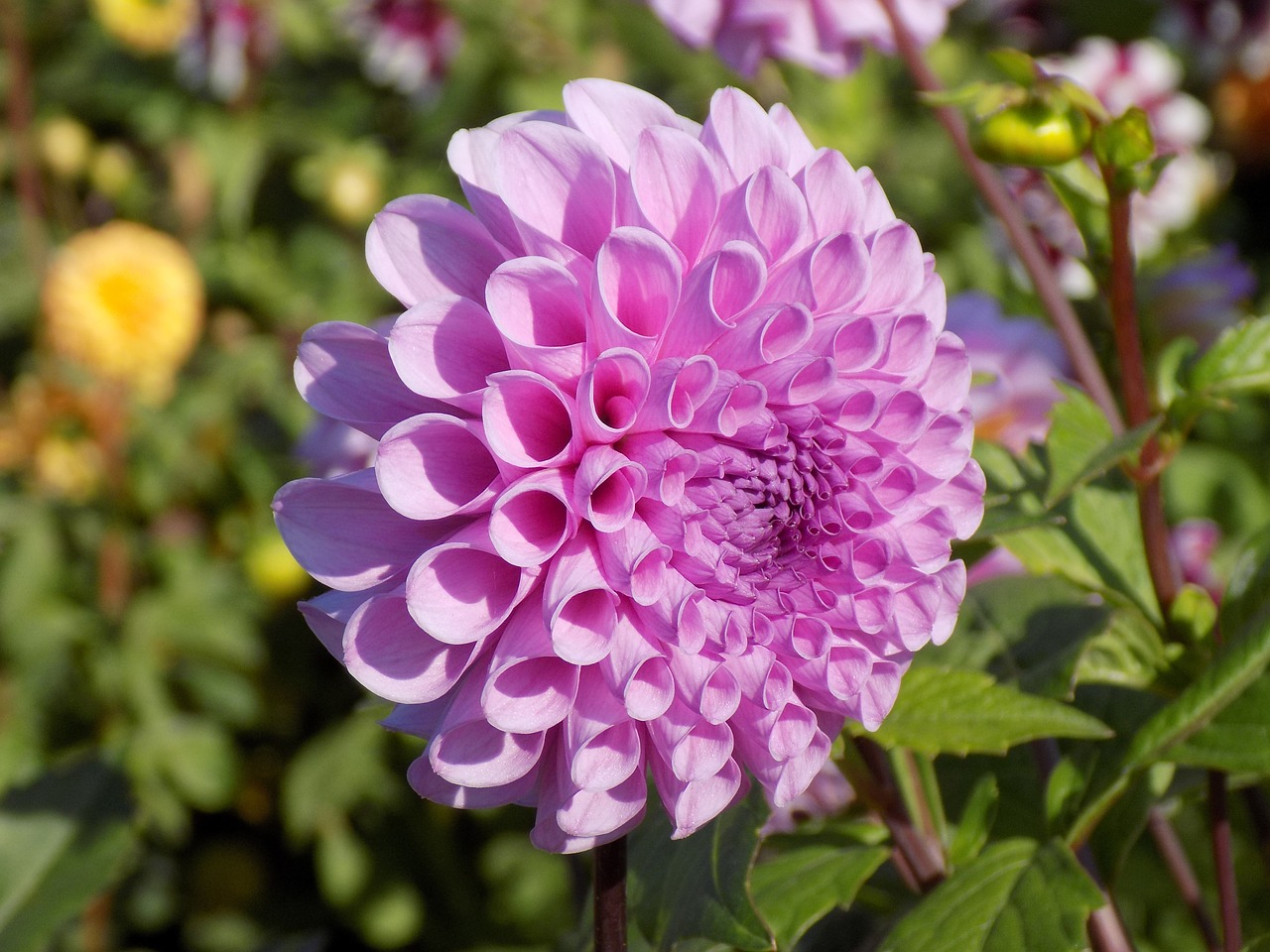 dahlia flower botanical garden free photo