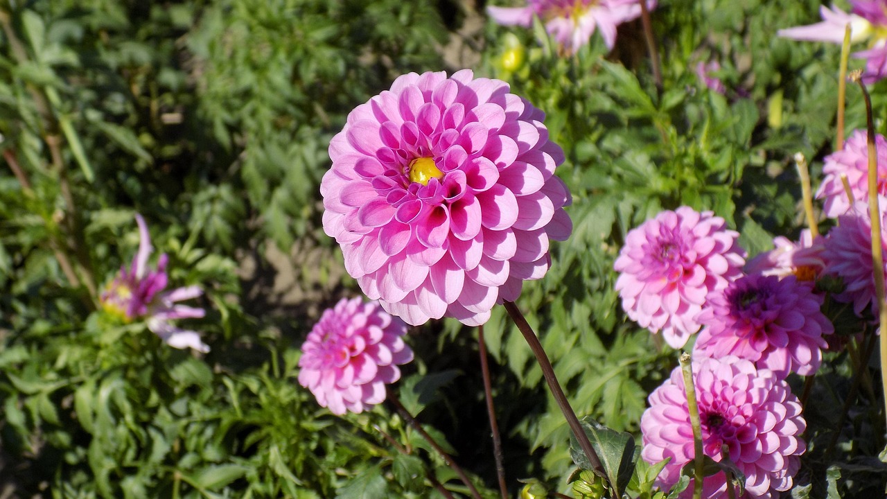 dahlia dahlias flowers free photo