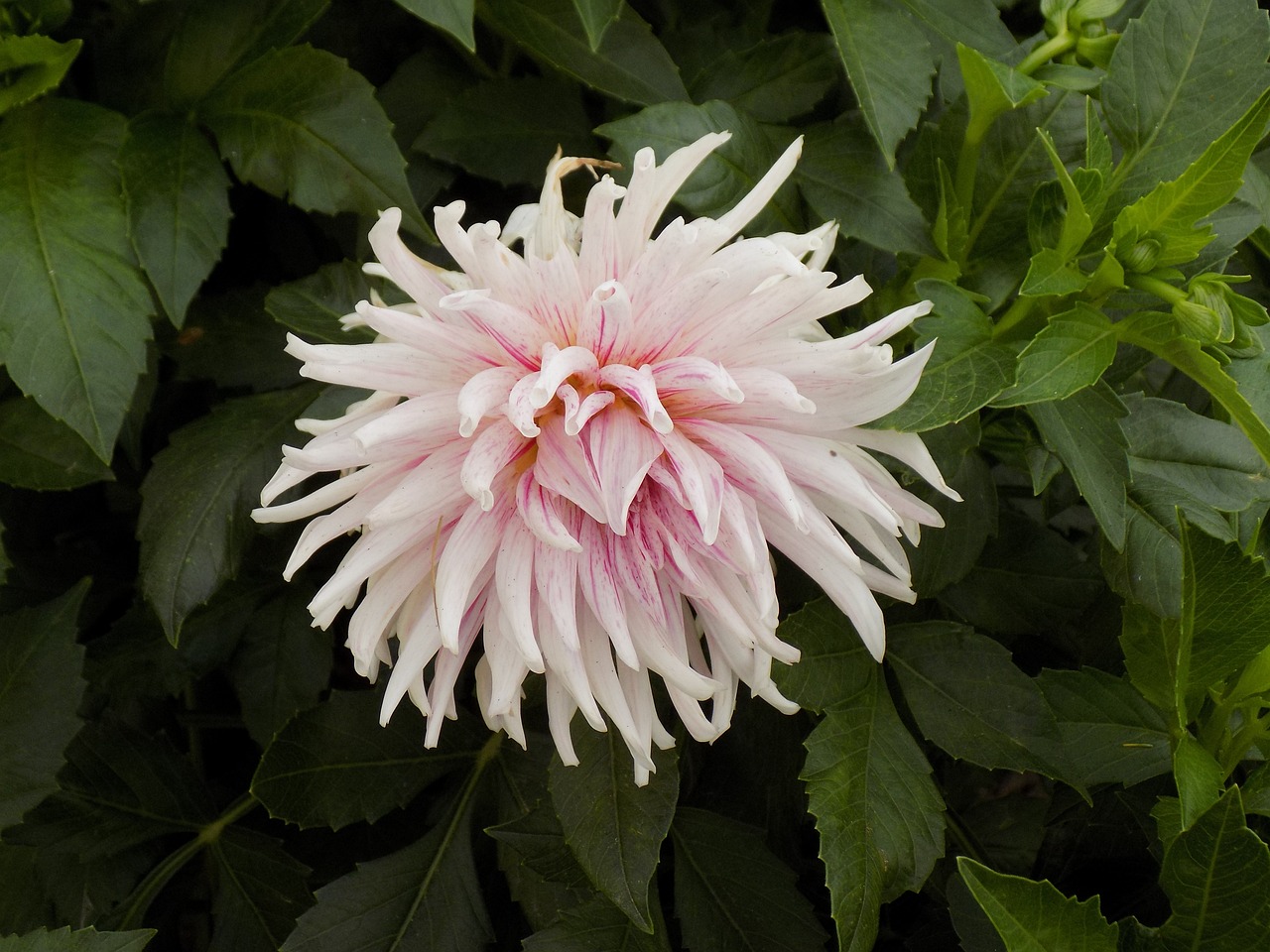 dahlia flower plant free photo