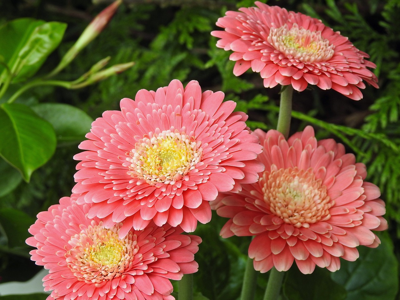 dahlia pink pink flowers free photo