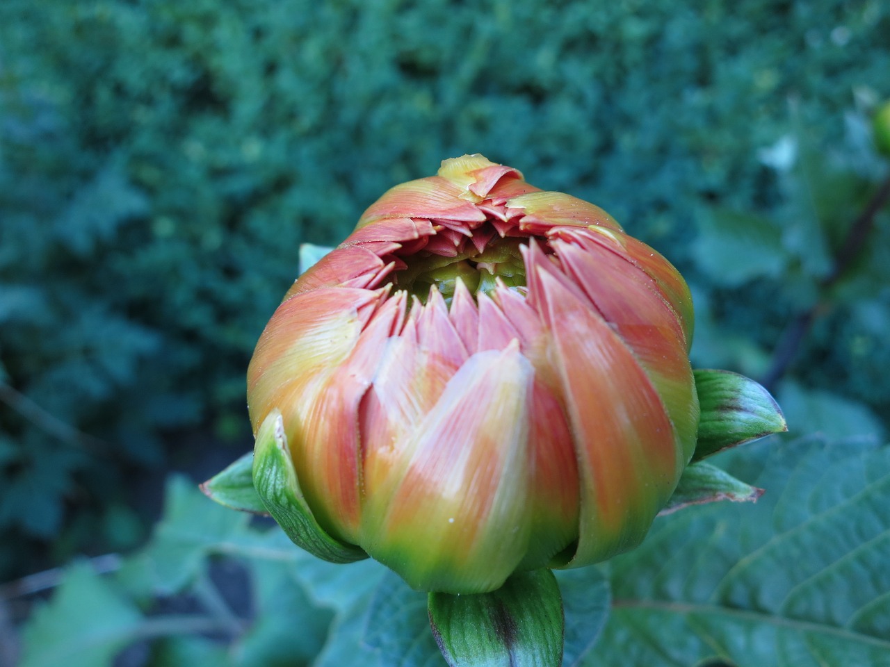 dahlia bud flower free photo