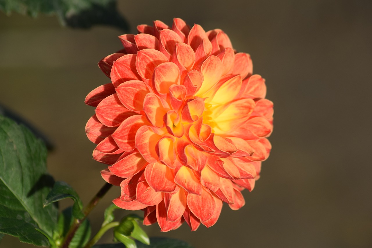 dahlia flower orange free photo