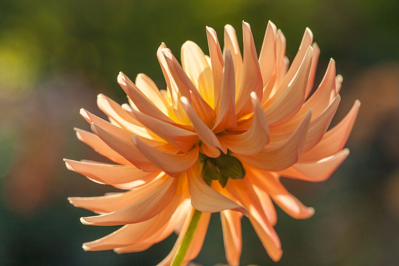 dahlia back light blossom free photo