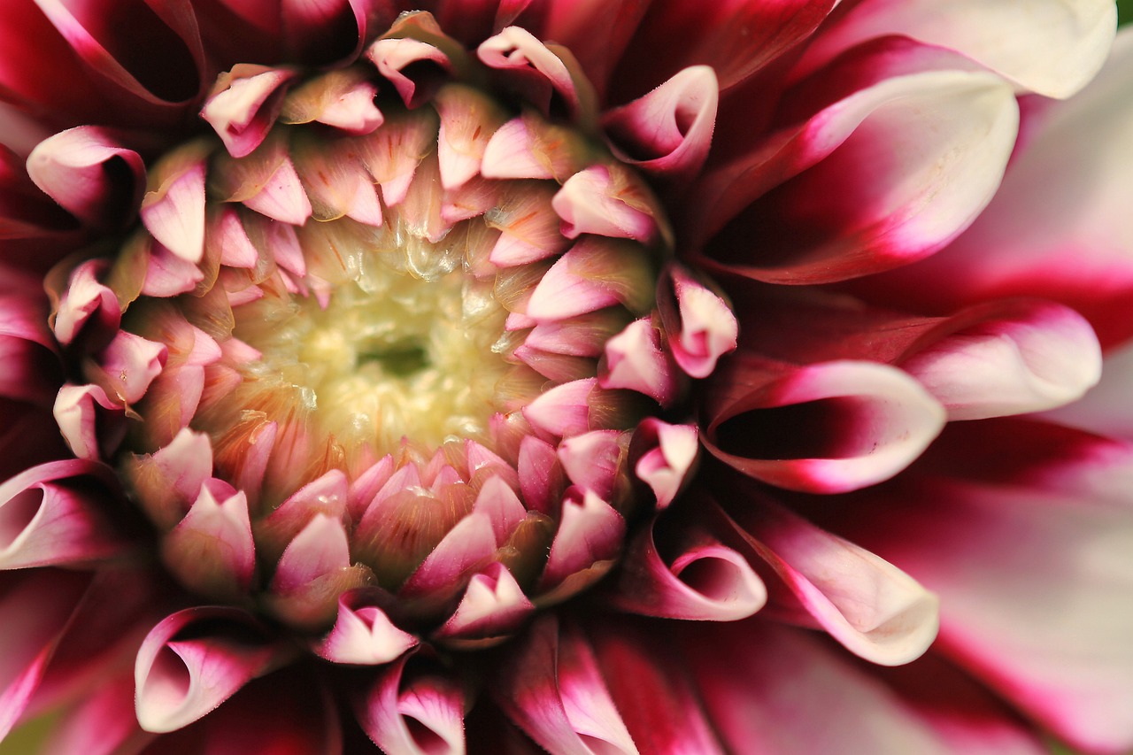 dahlia flower blossom free photo