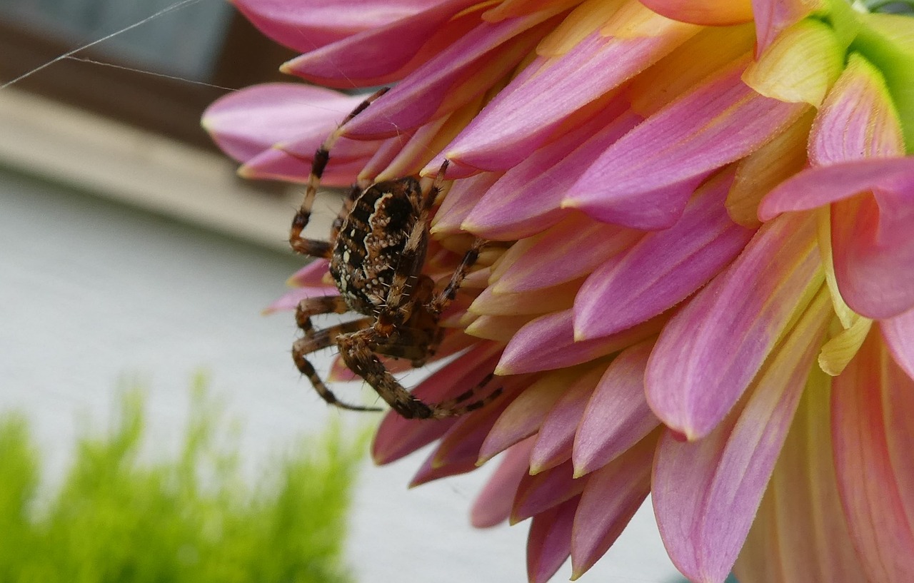 dahlia spider insect free photo