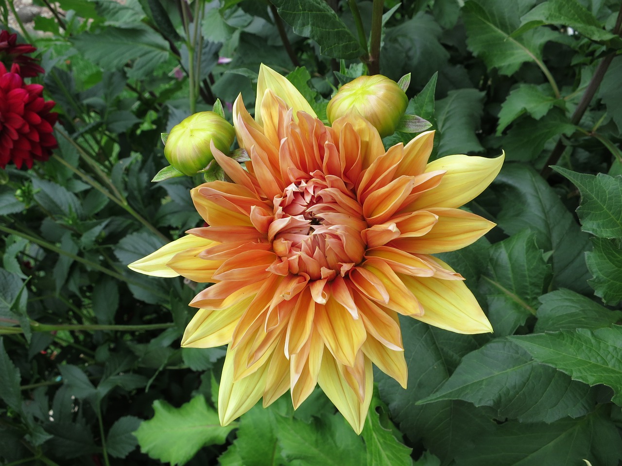 dahlia yellow blossom free photo