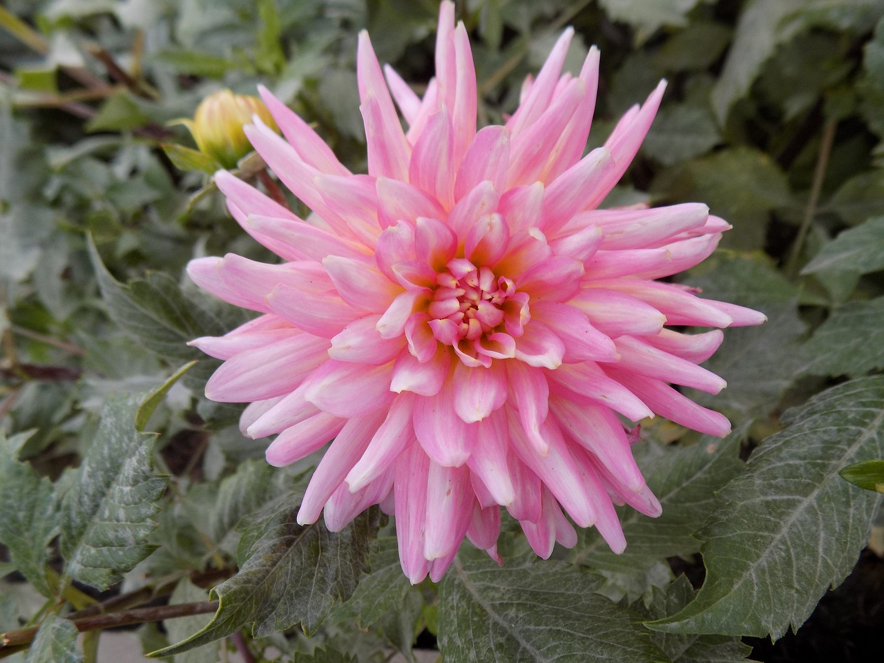 dahlia flower pink free photo