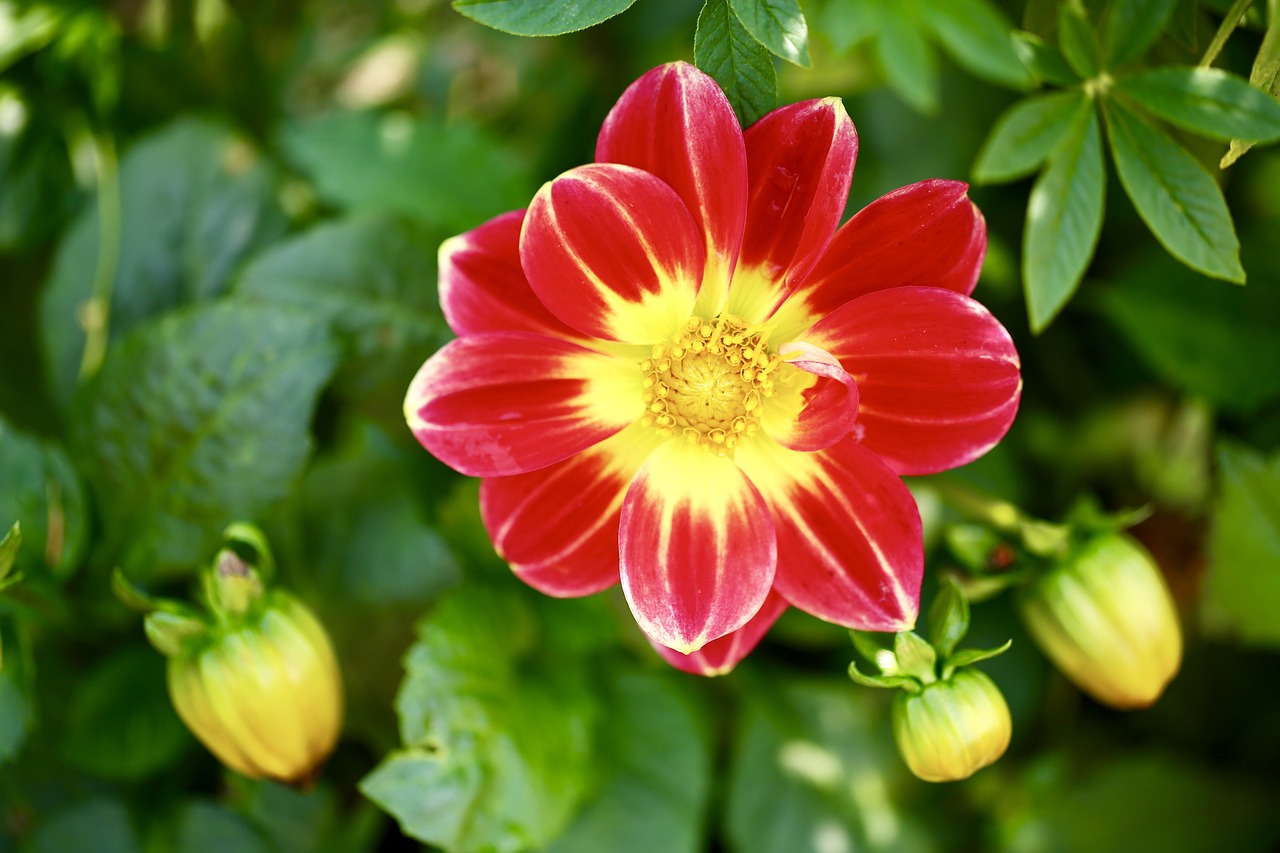 dahlia flower fetal free photo