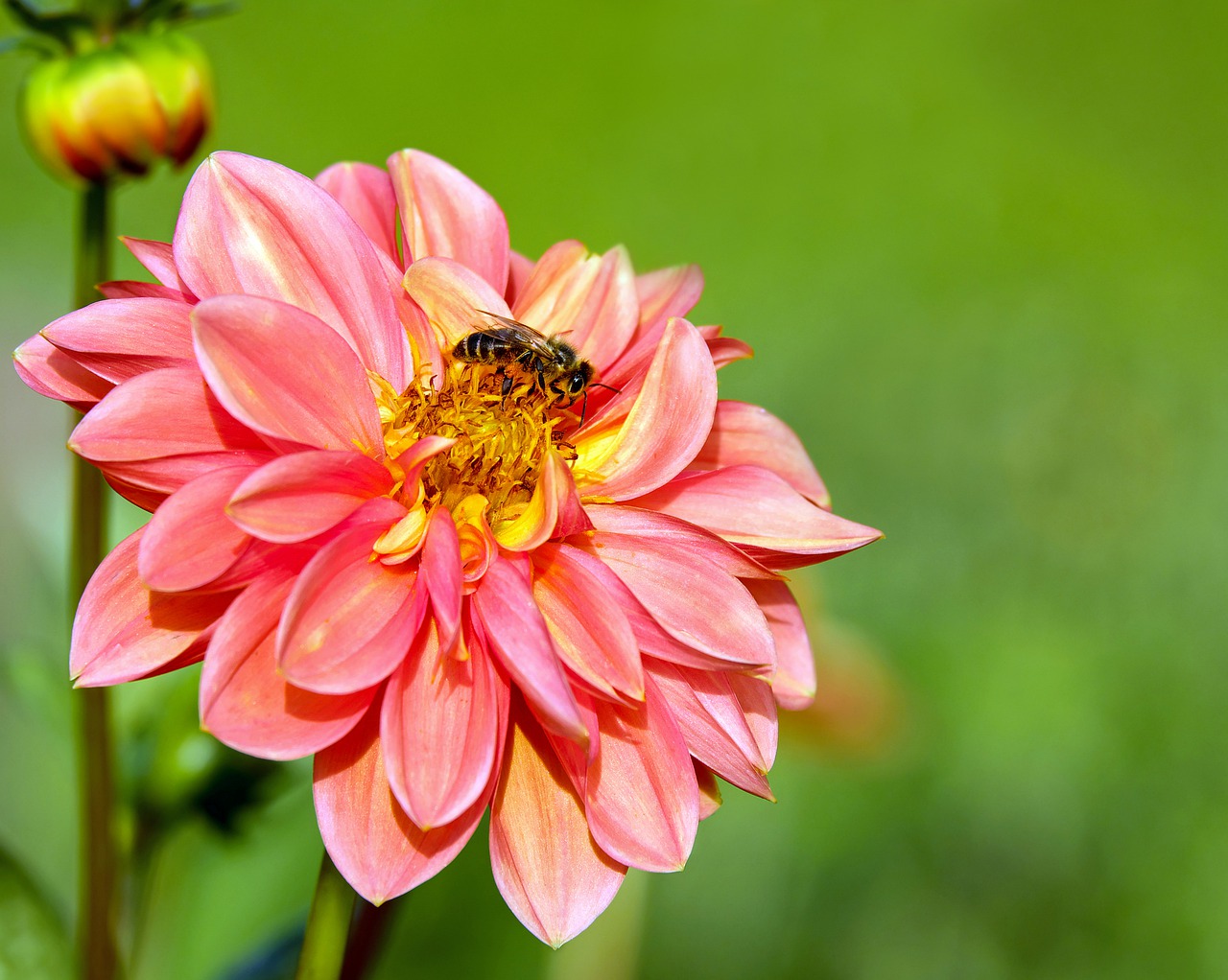 dahlia flower blossom free photo