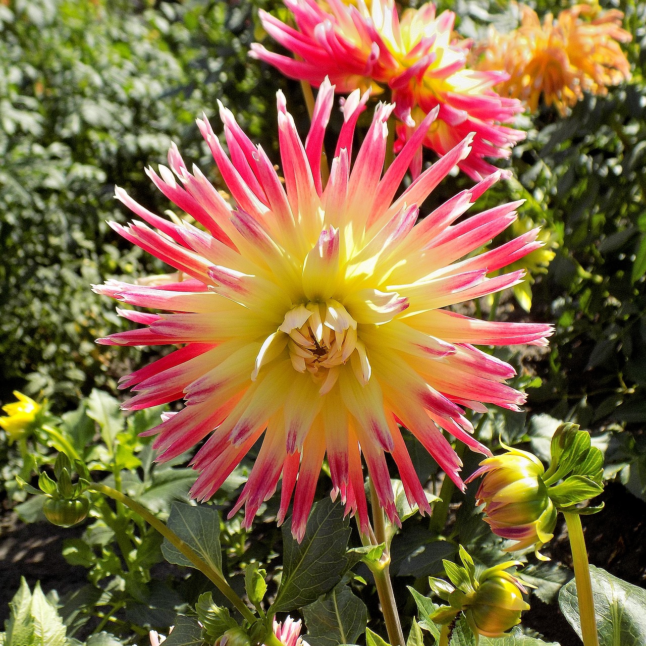 dahlia flower nature free photo